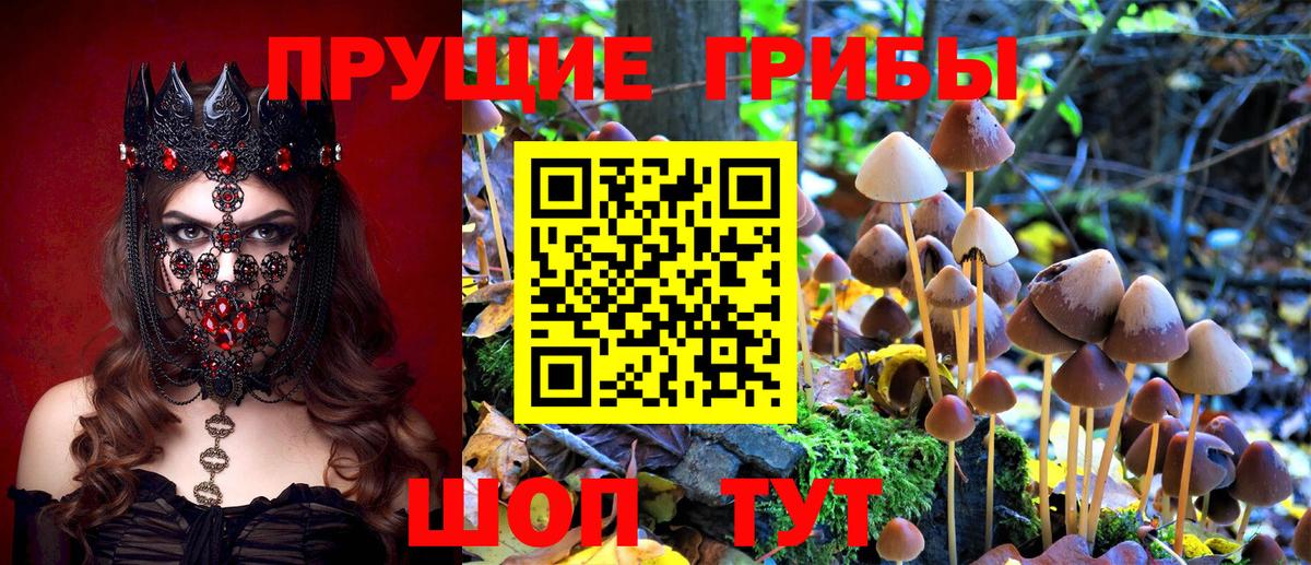 Псилоцибиновые грибы Psilocybe Ипатово